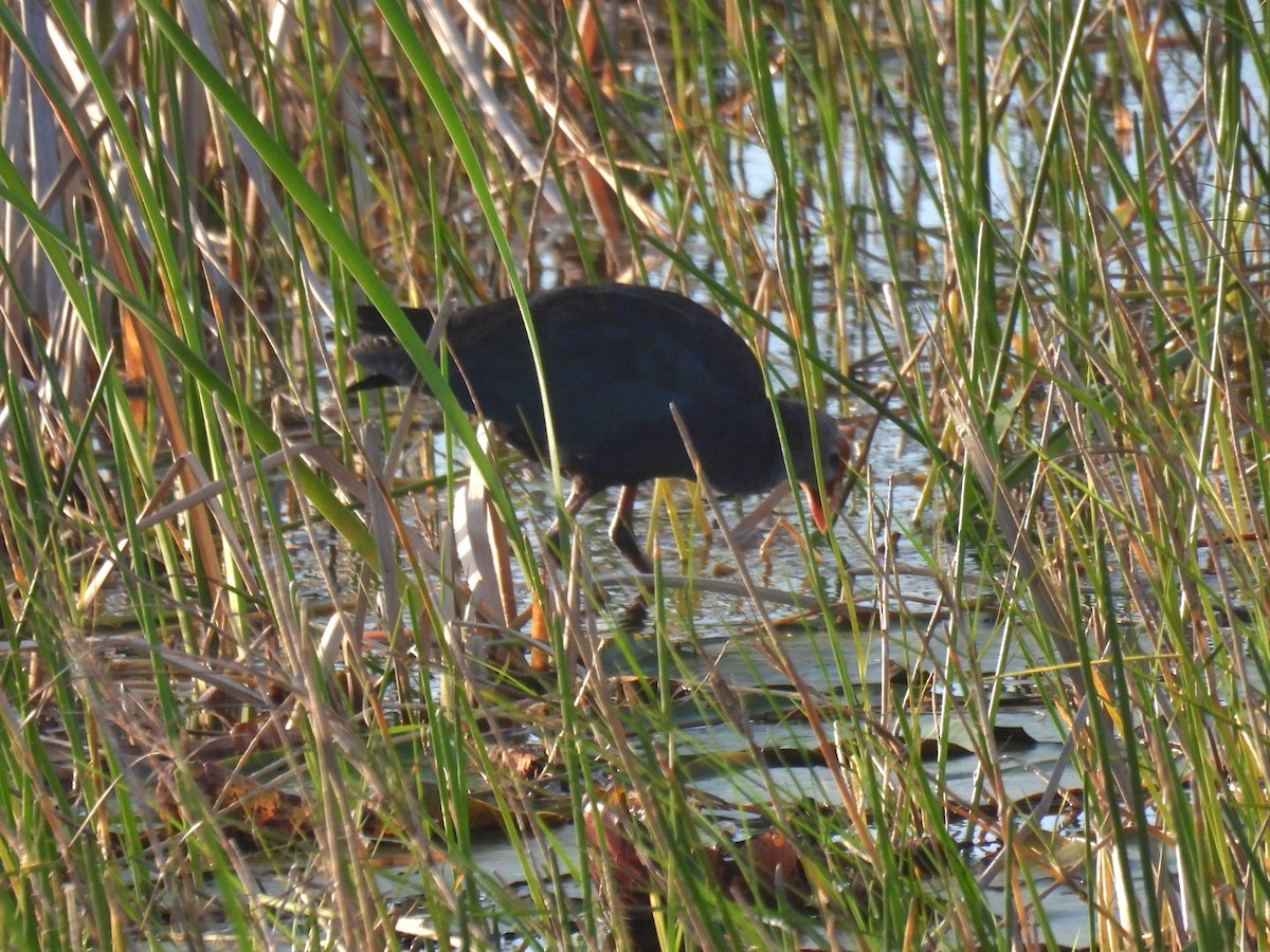Gray-headed Swamphen - A M