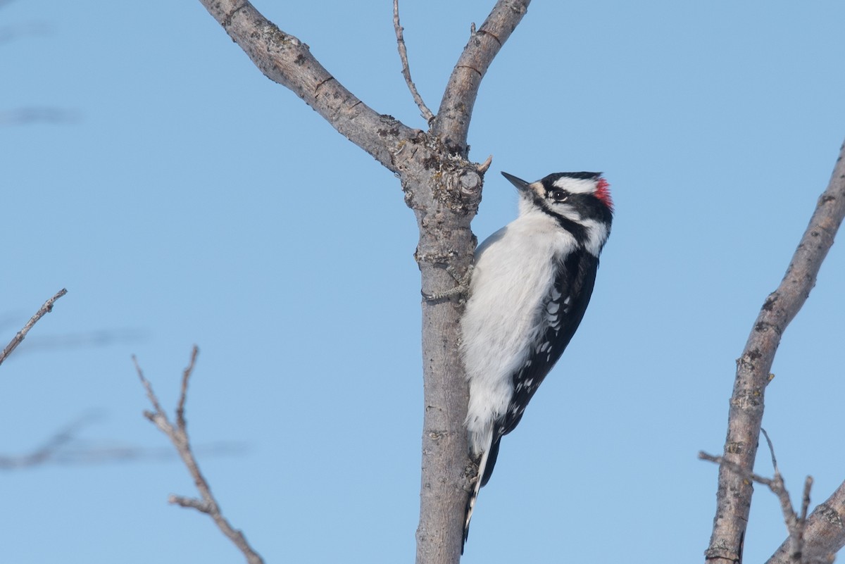 Downy Woodpecker - ML616863757