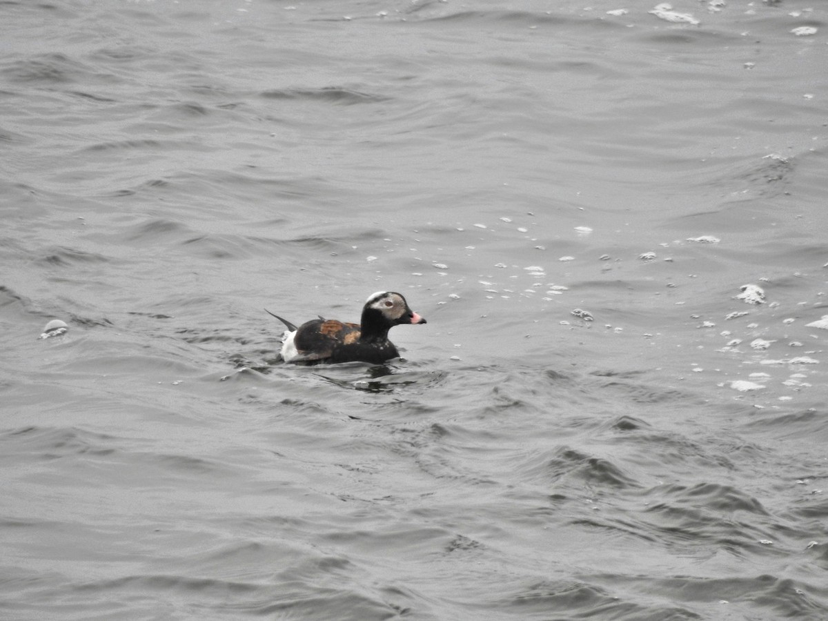 Long-tailed Duck - ML616863852