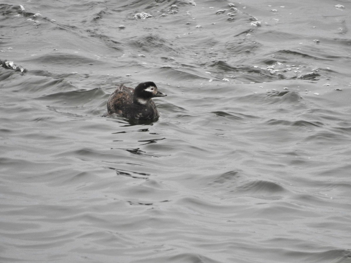 Long-tailed Duck - ML616863857