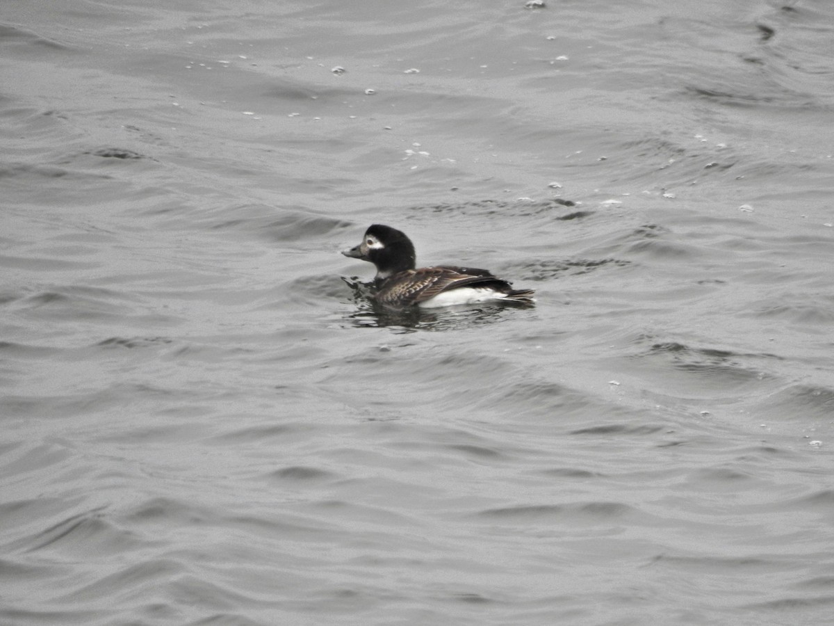 Long-tailed Duck - ML616863864