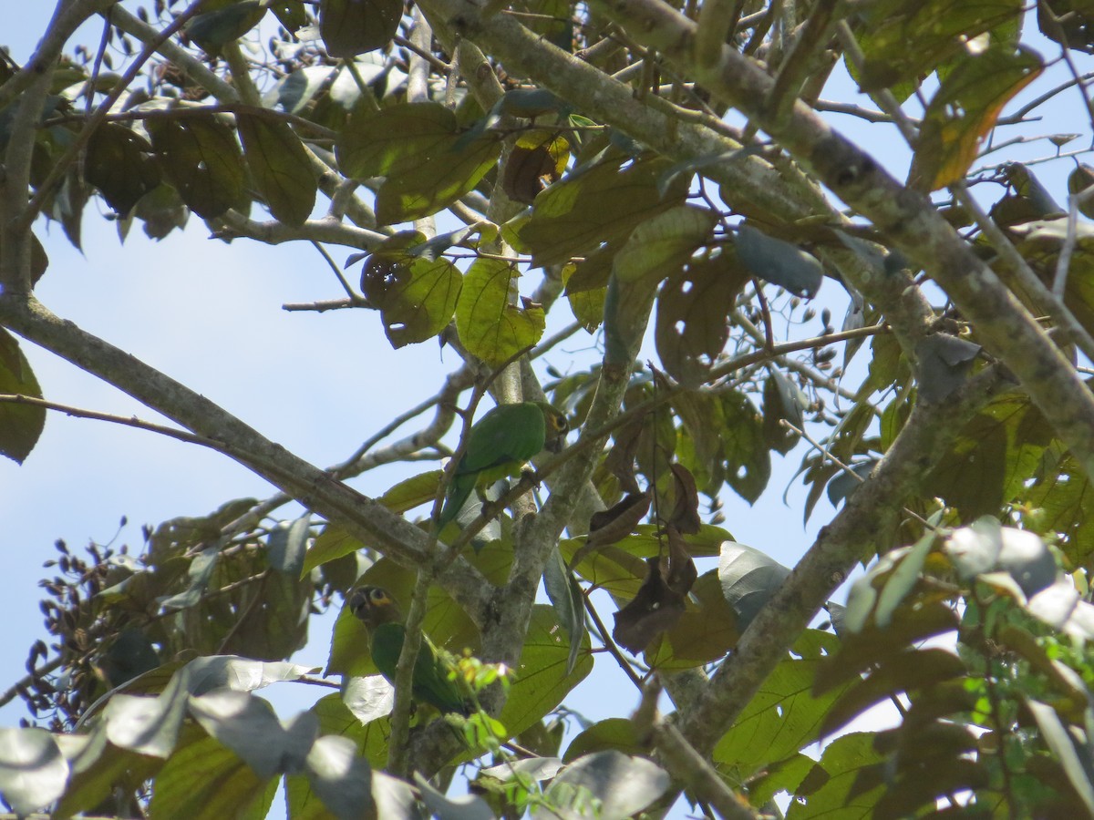 Brown-throated Parakeet - ML616864010