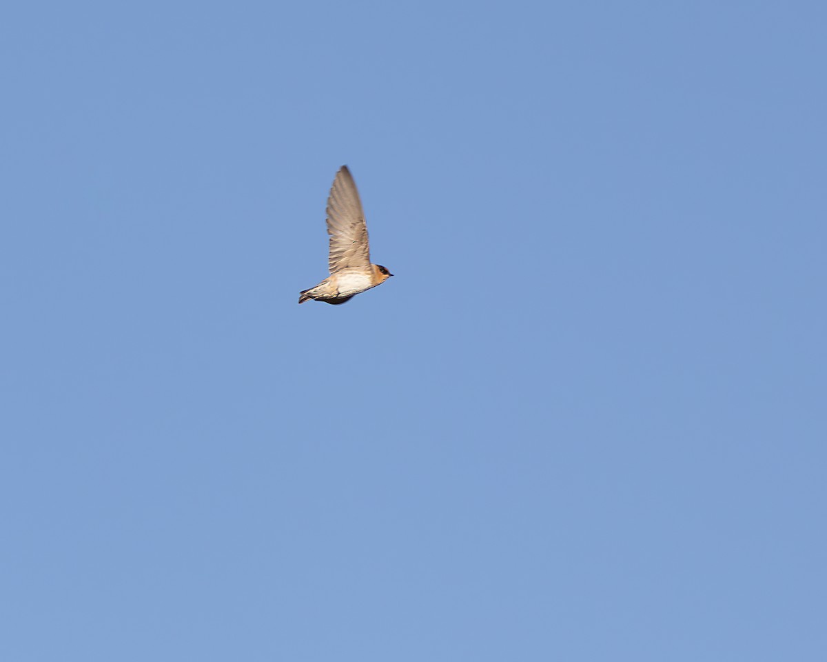 Cave Swallow - ML616864169