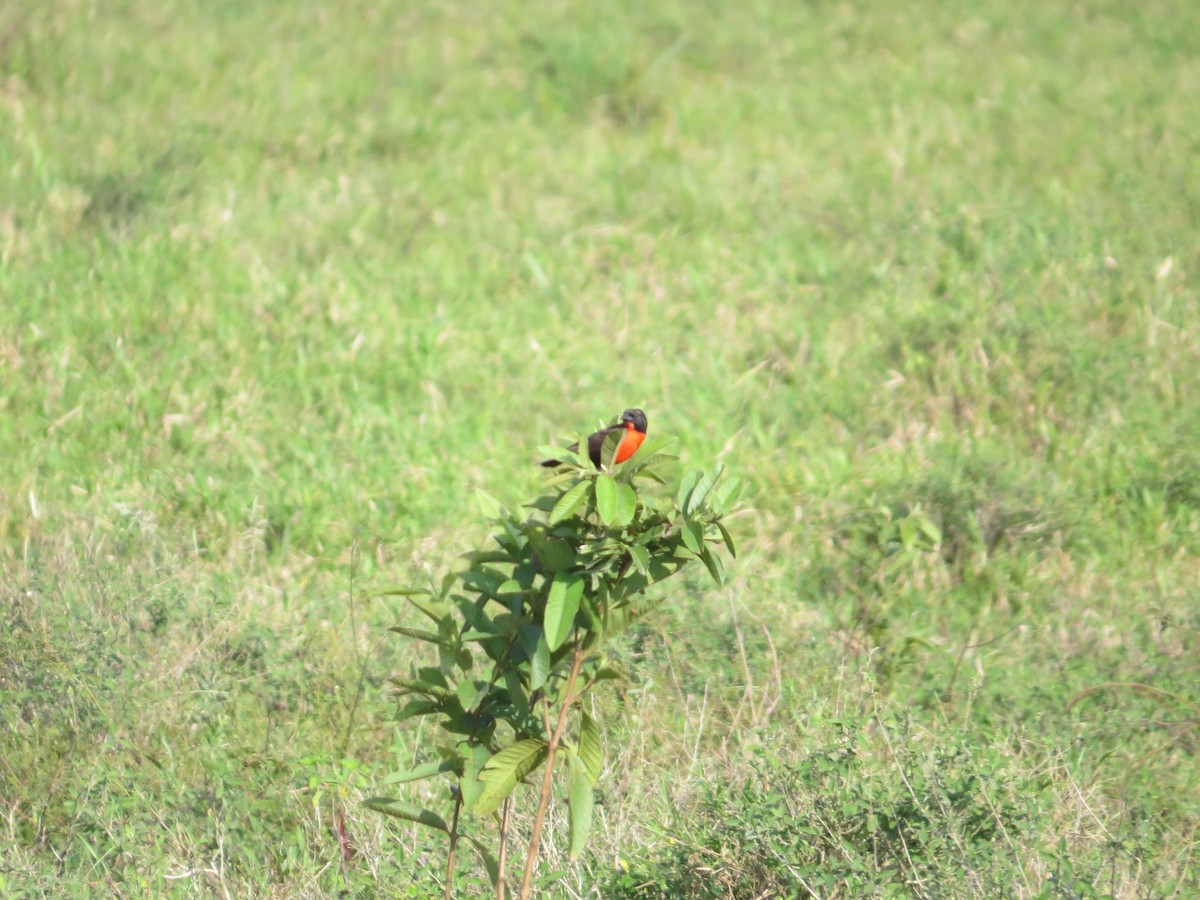 Red-breasted Meadowlark - ML616864190