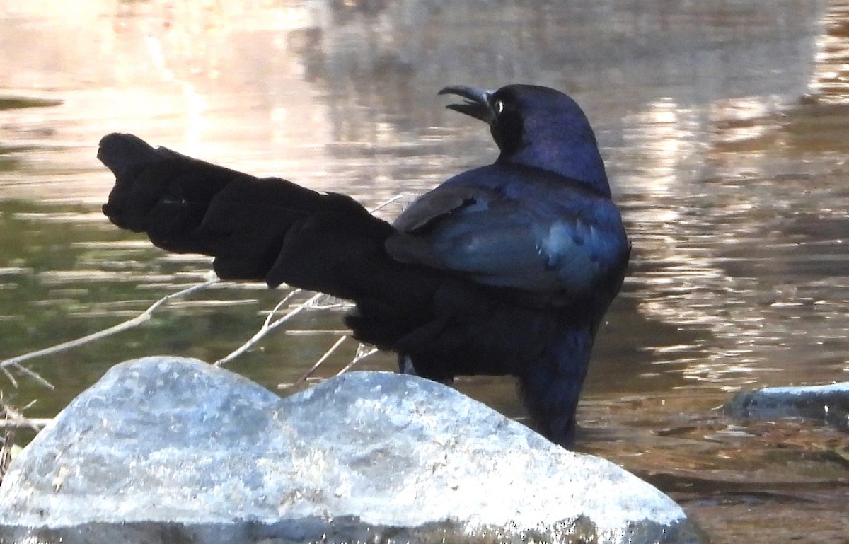 Great-tailed Grackle - ML616864282