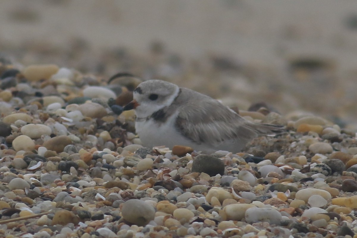 Piping Plover - ML616864333