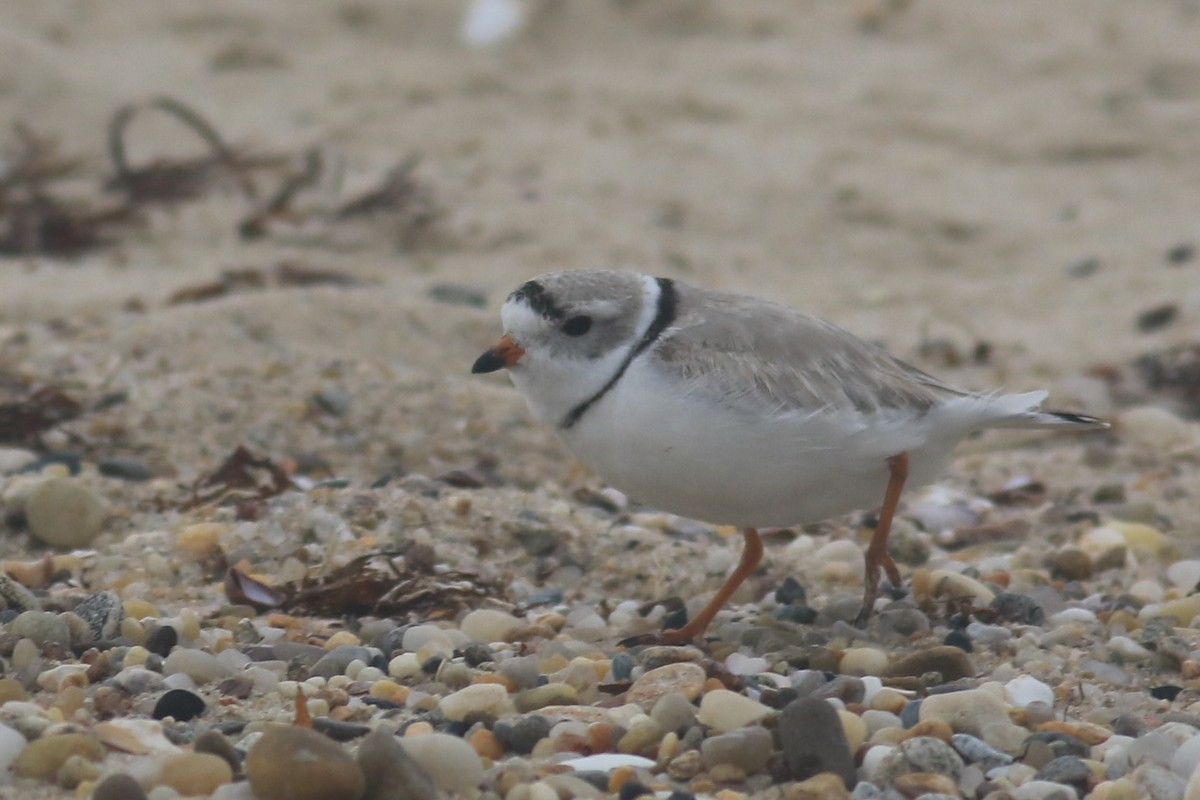Piping Plover - ML616864334