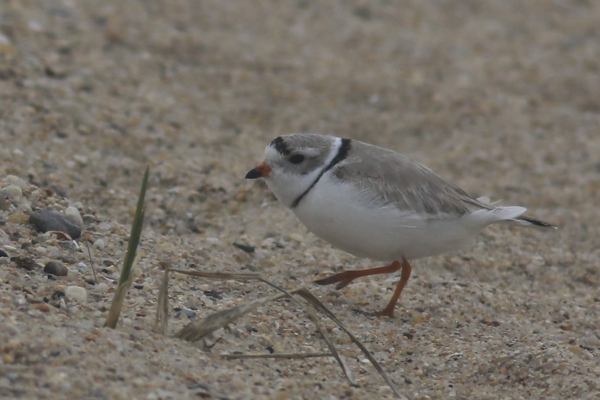 Piping Plover - ML616864335