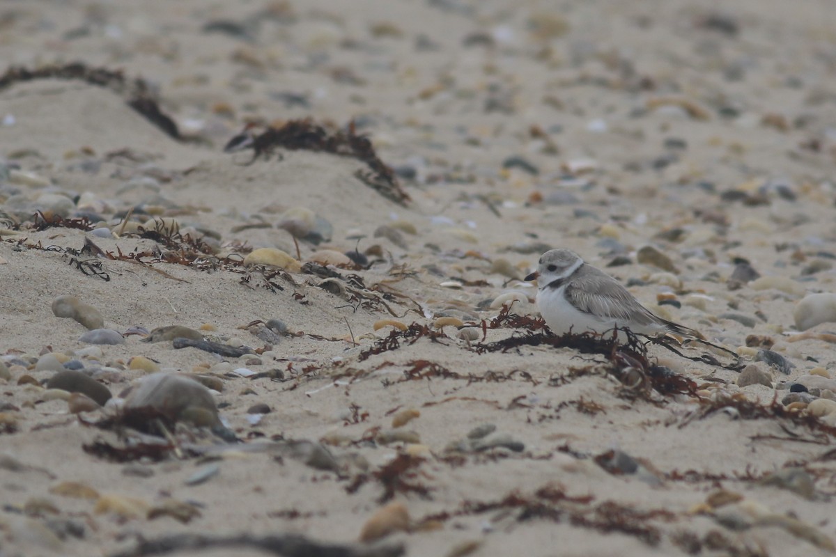 Piping Plover - ML616864336