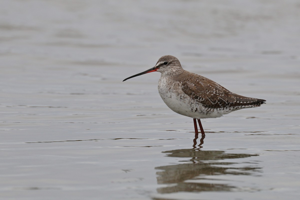 Spotted Redshank - ML616864400