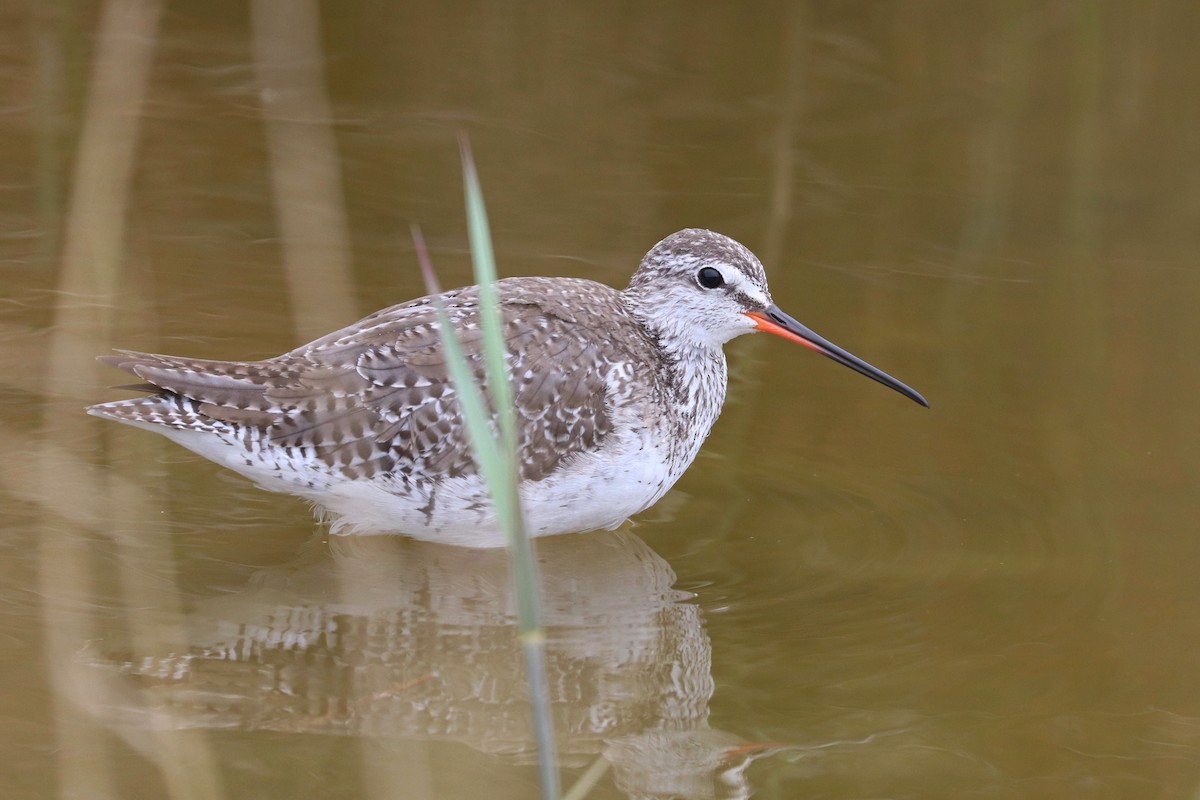 Spotted Redshank - ML616864401