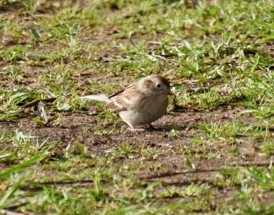 Field Sparrow - ML616864428