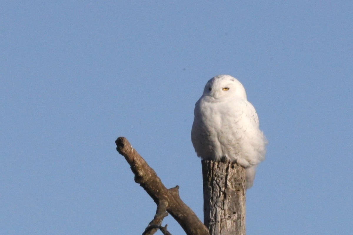 Snowy Owl - ML616864519
