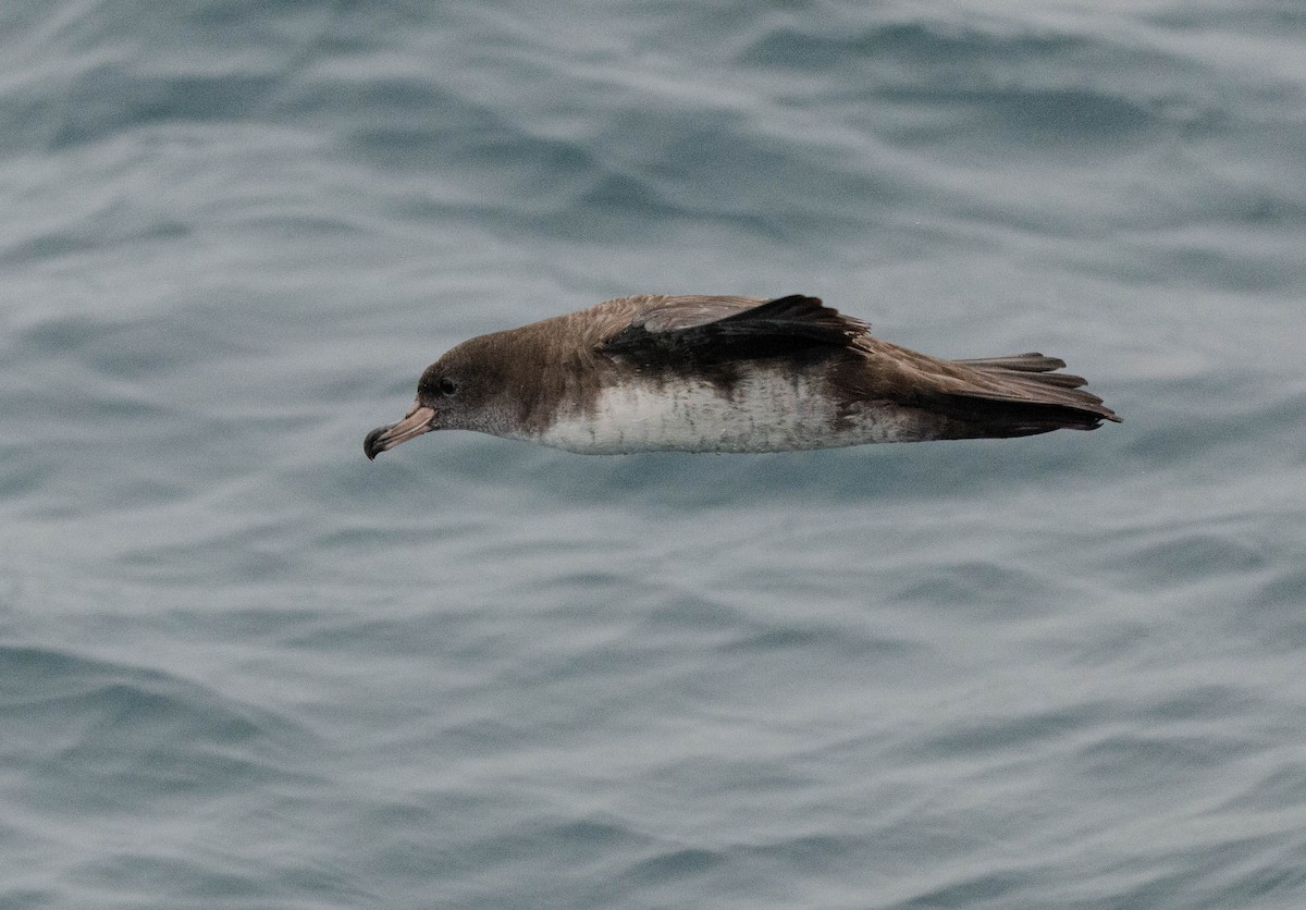 Pink-footed Shearwater - ML616864568