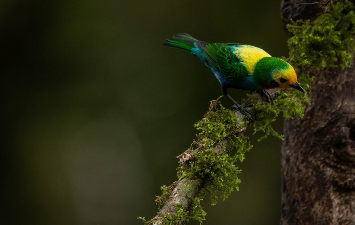 Multicolored Tanager - ML616864768