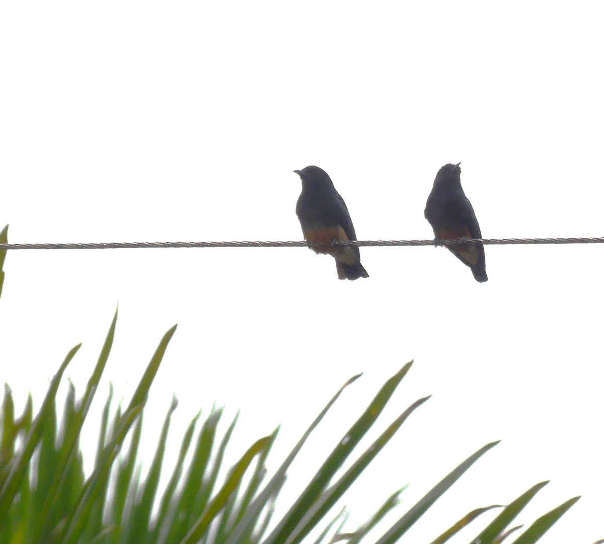 Swallow-winged Puffbird - ML616864920