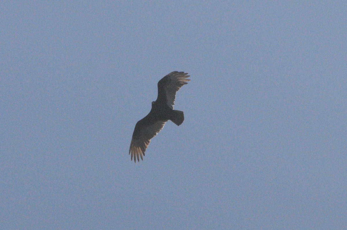 Turkey Vulture - ML616864954