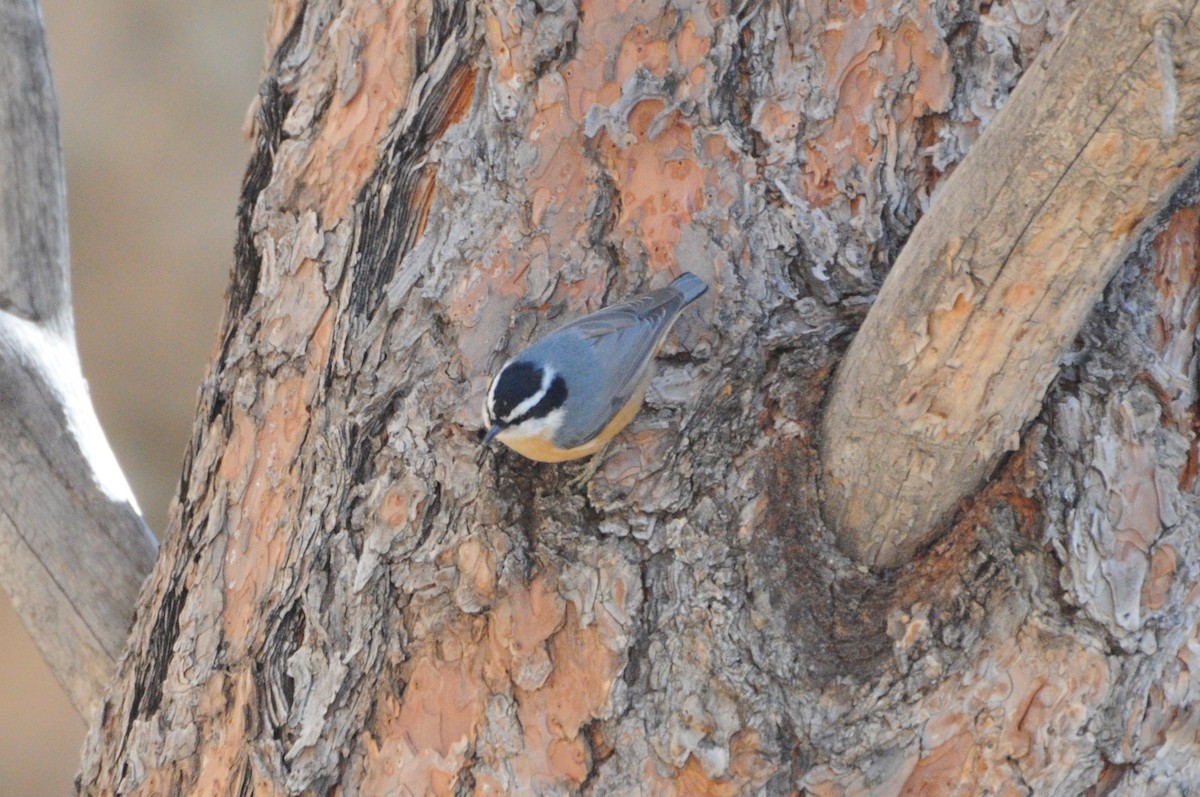 Red-breasted Nuthatch - ML616865011