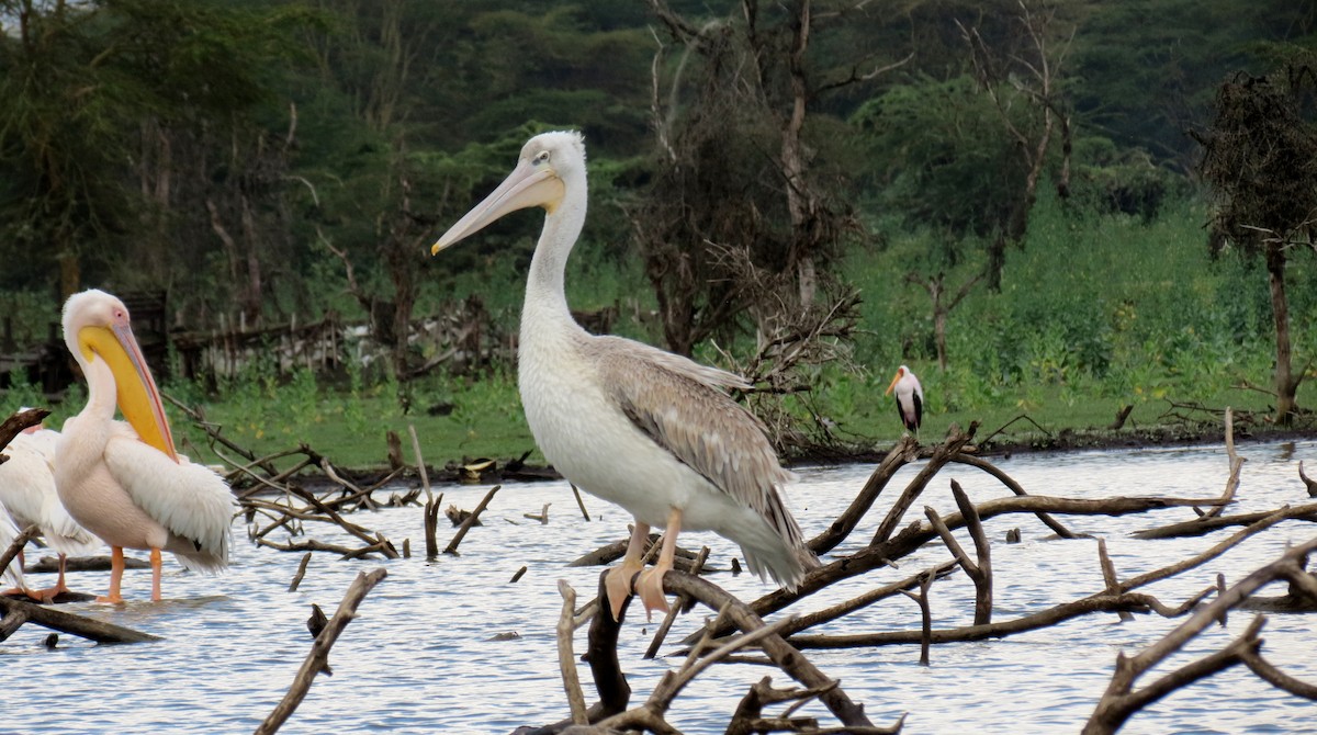 Pink-backed Pelican - ML616865064