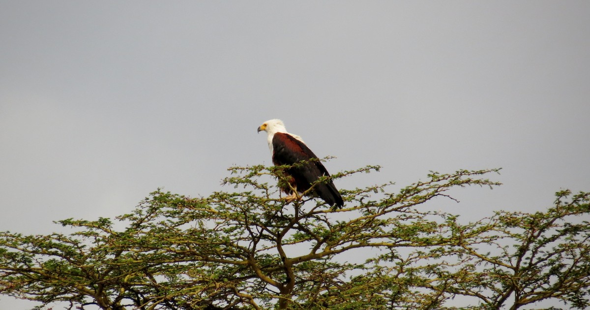 African Fish-Eagle - ML616865091