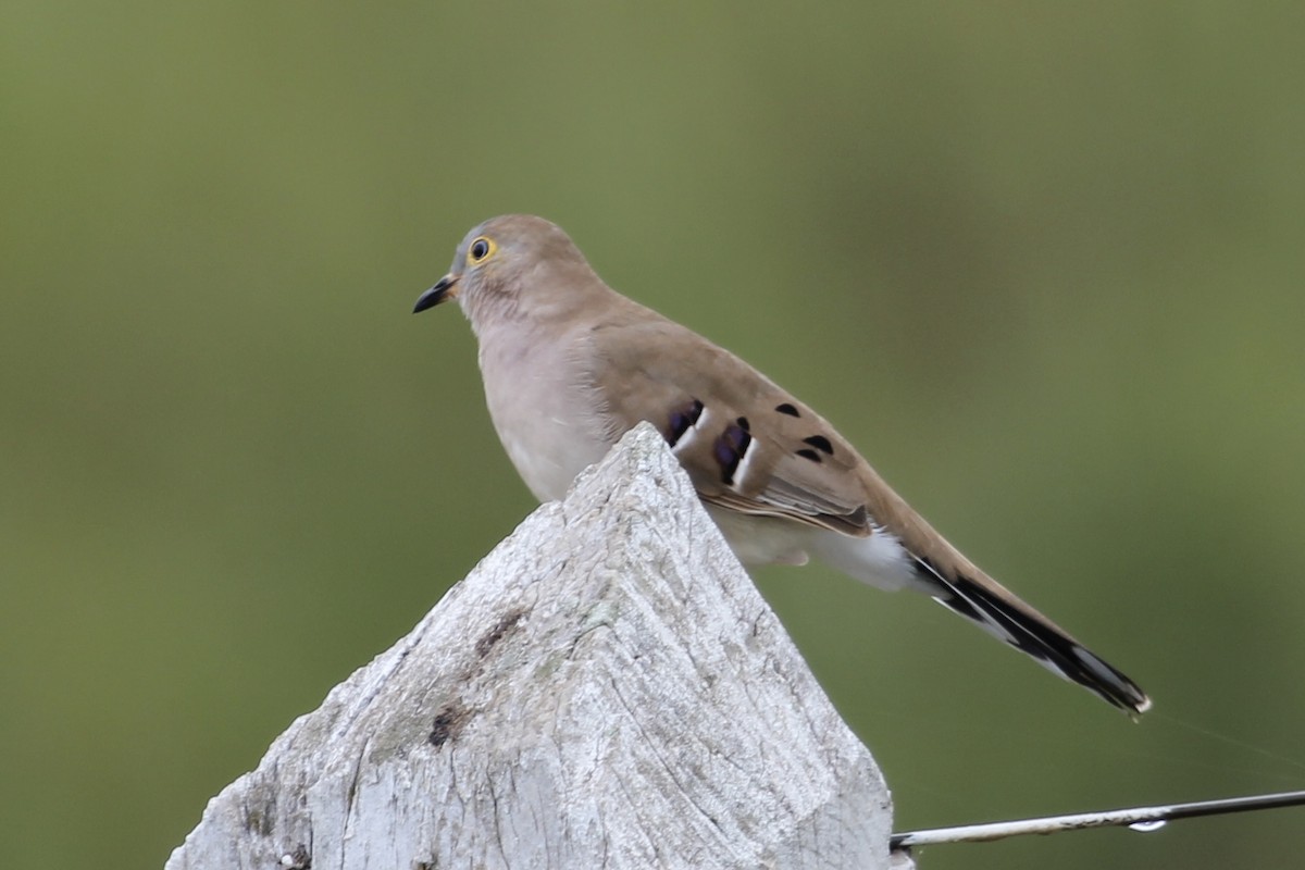 Long-tailed Ground Dove - ML616865458