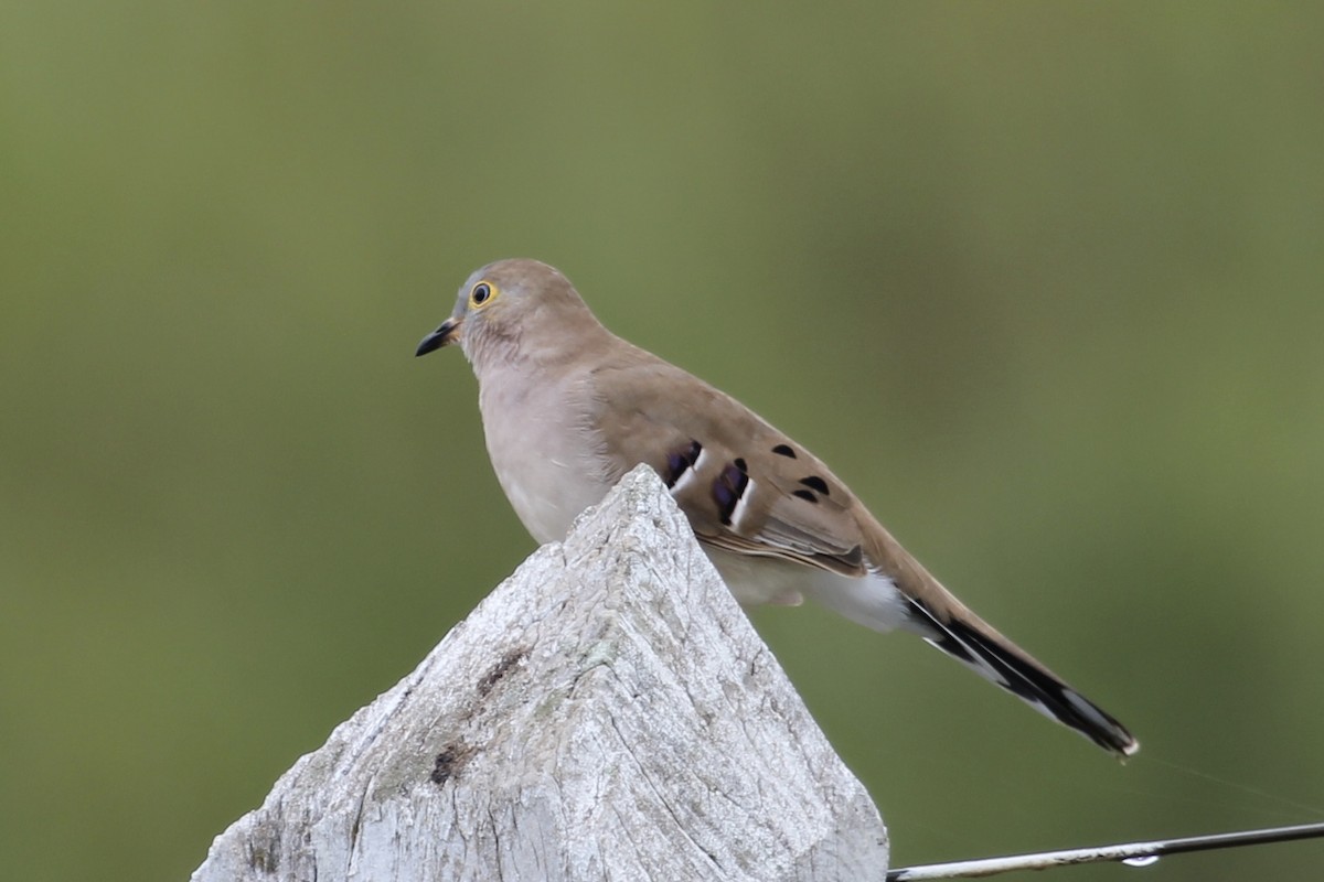 Long-tailed Ground Dove - ML616865459