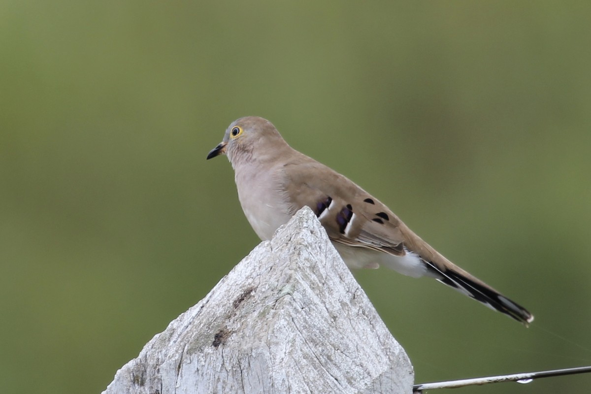 Long-tailed Ground Dove - ML616865460