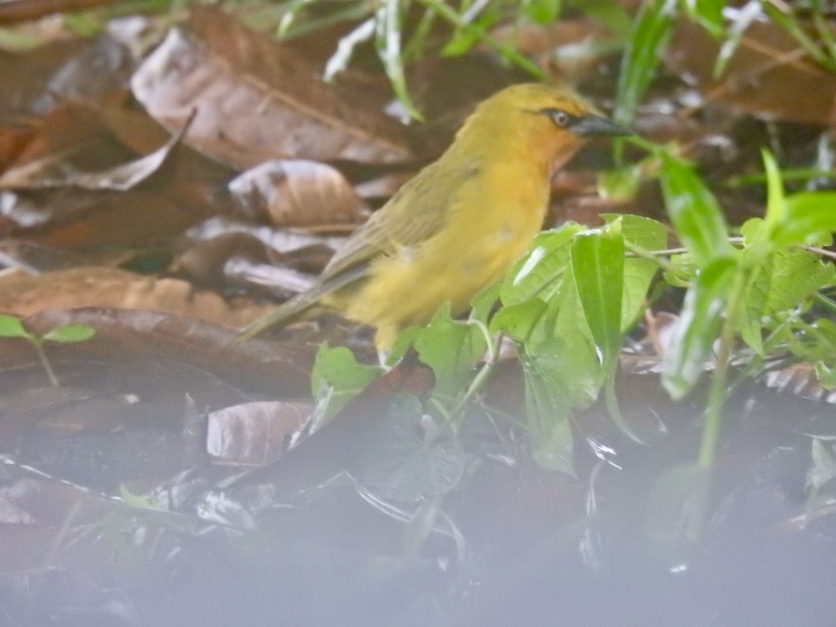 Spectacled Weaver - Nick Odio