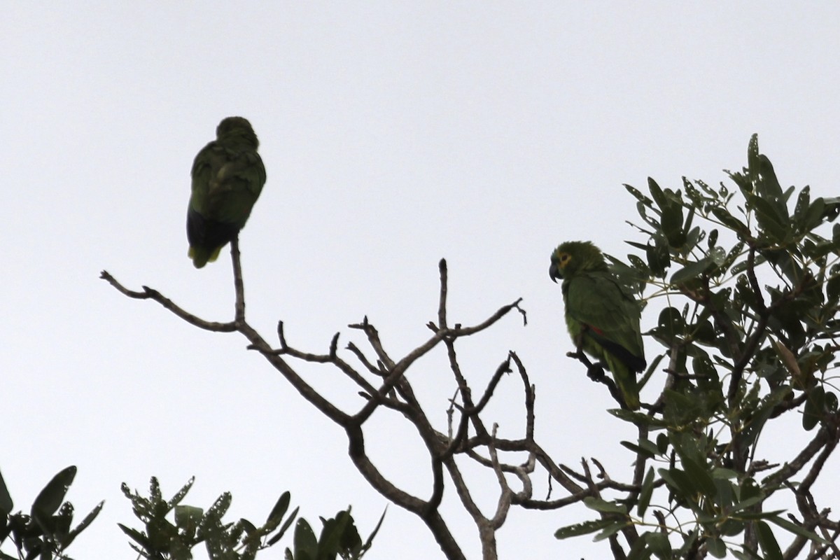 Turquoise-fronted Parrot - ML616865666