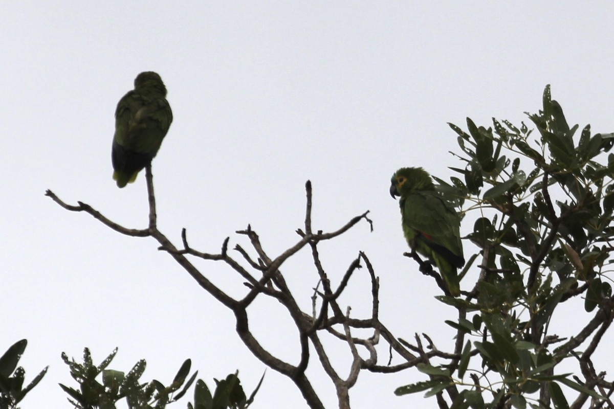 Turquoise-fronted Parrot - ML616865667