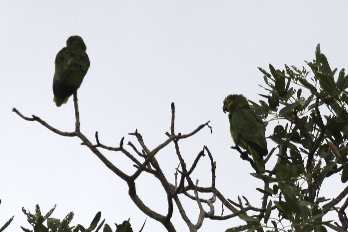 Turquoise-fronted Parrot - ML616865668