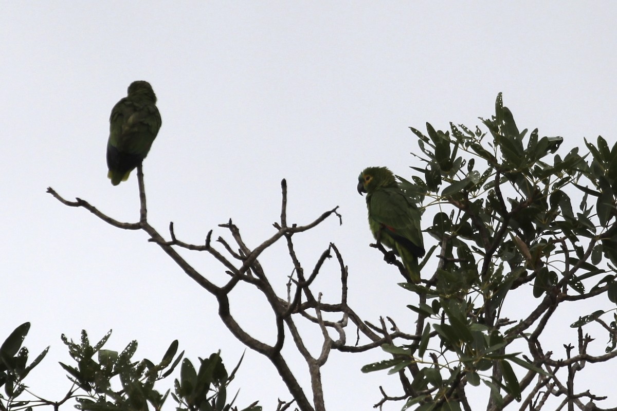 Turquoise-fronted Parrot - ML616865669