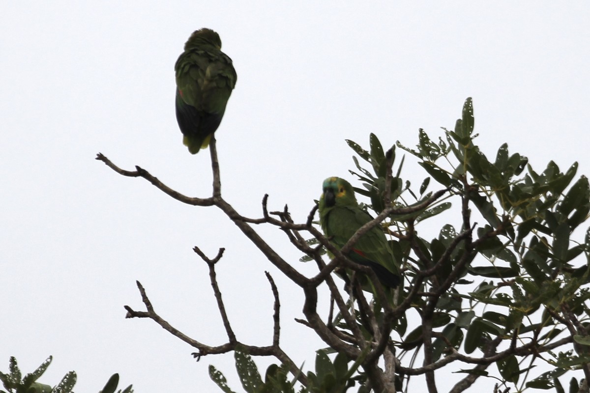 Turquoise-fronted Parrot - ML616865670