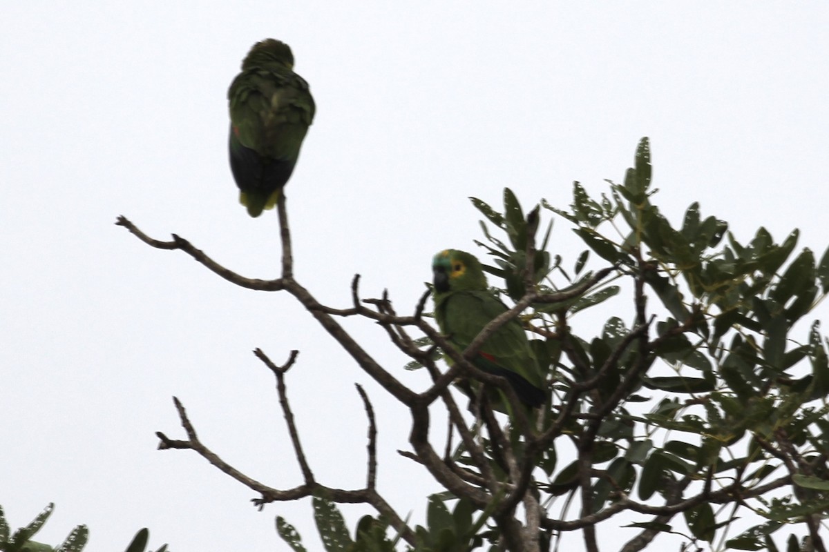 Turquoise-fronted Parrot - ML616865671