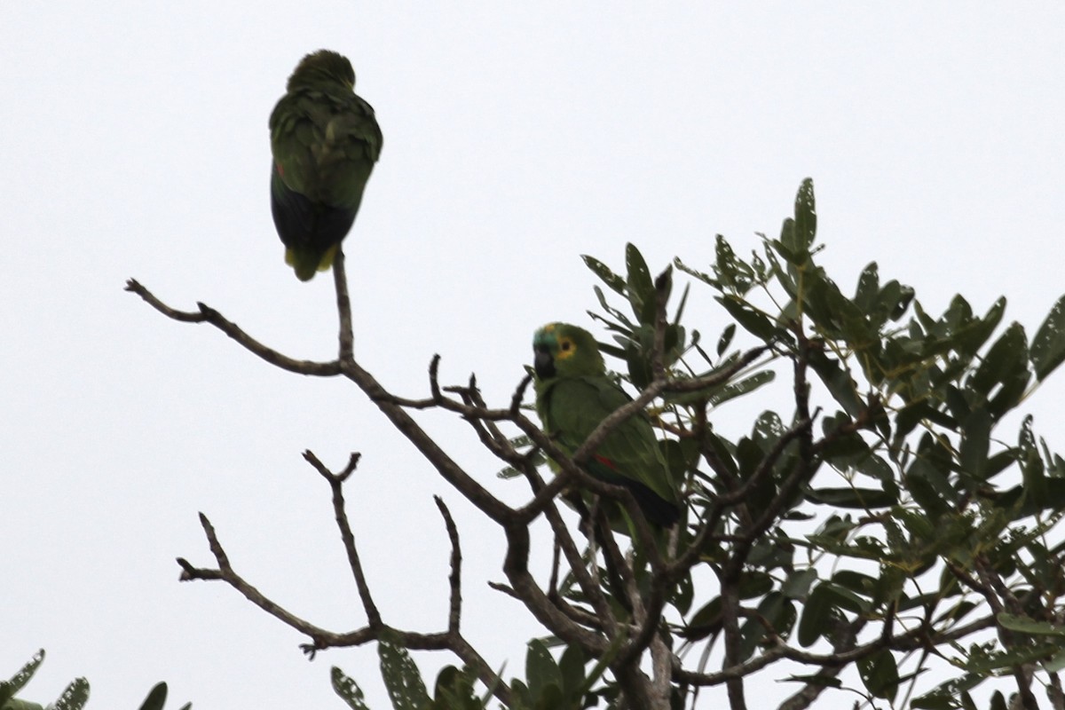 Turquoise-fronted Parrot - Tim Cowley