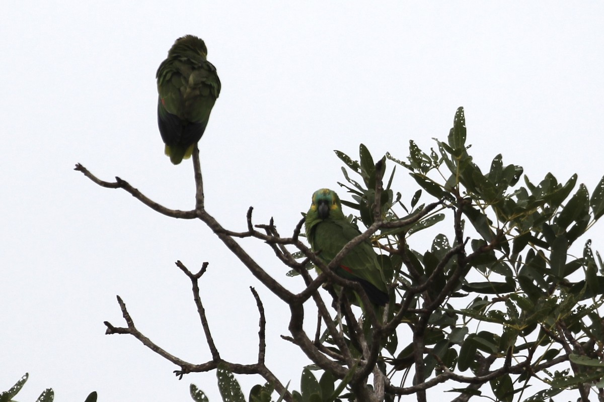 Turquoise-fronted Parrot - ML616865673
