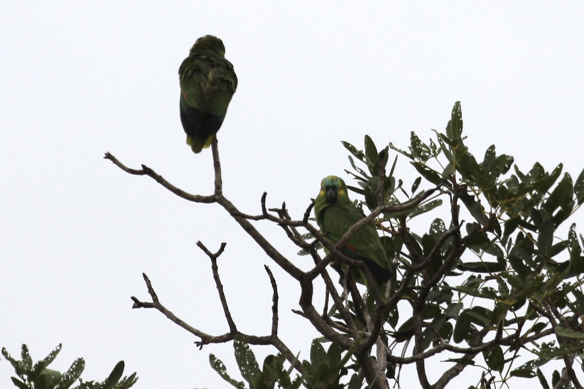 Turquoise-fronted Parrot - Tim Cowley