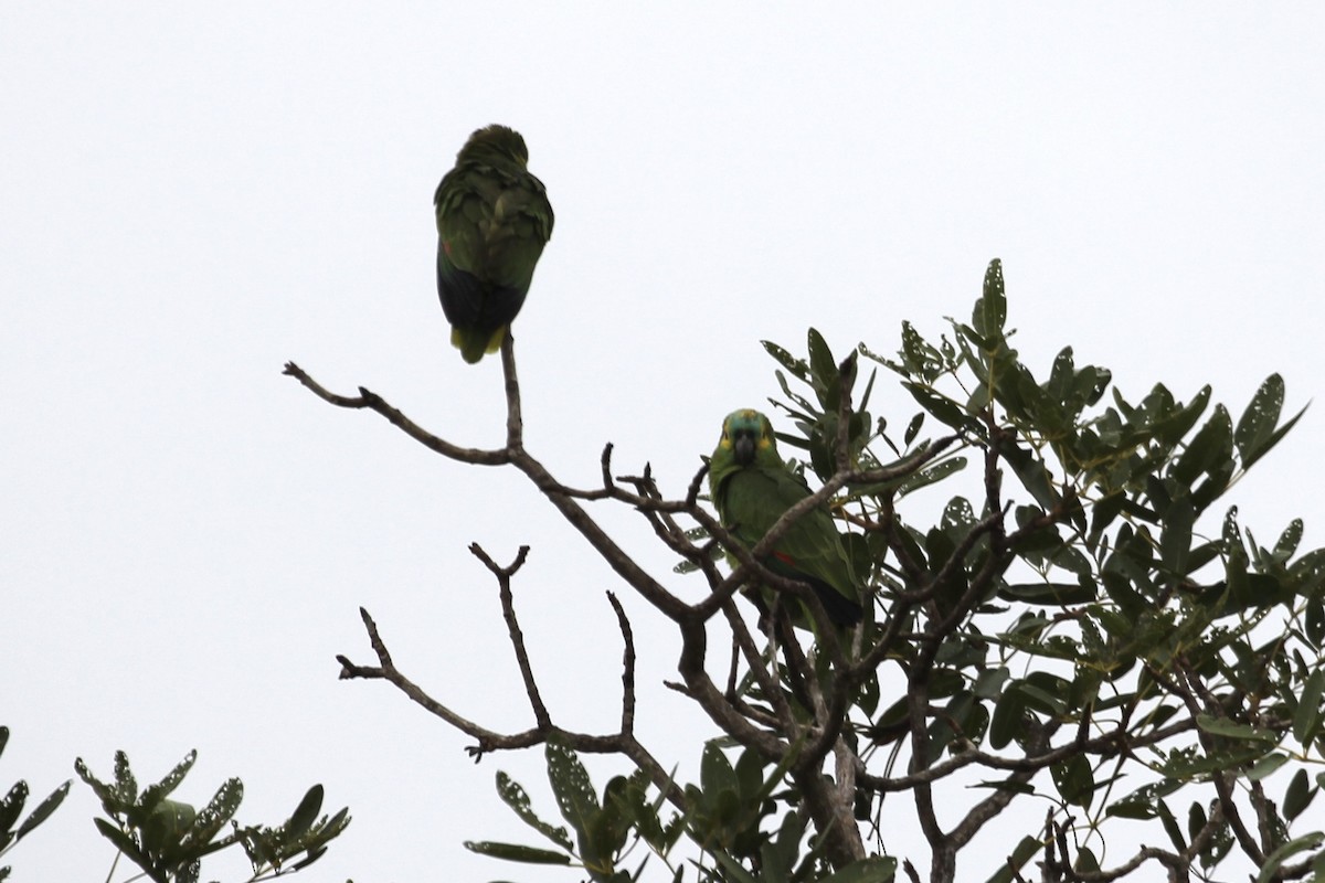 Turquoise-fronted Parrot - ML616865676