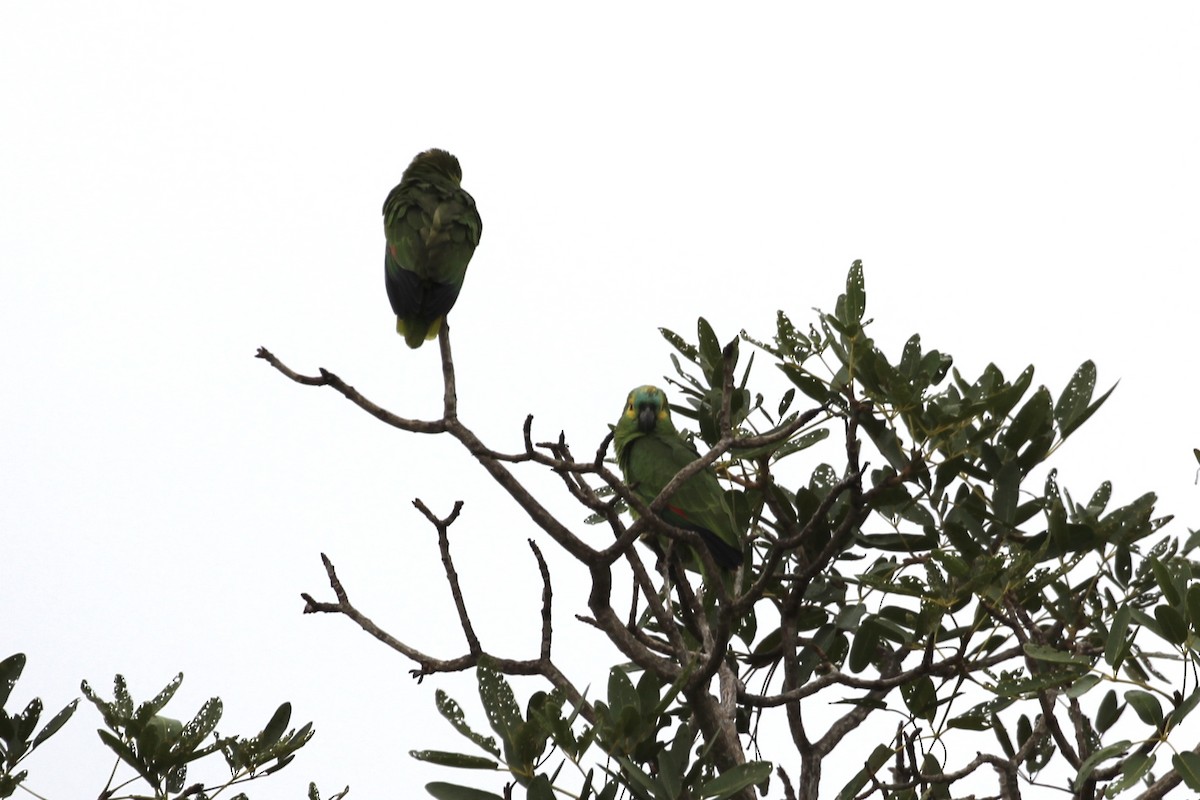 Turquoise-fronted Parrot - ML616865677