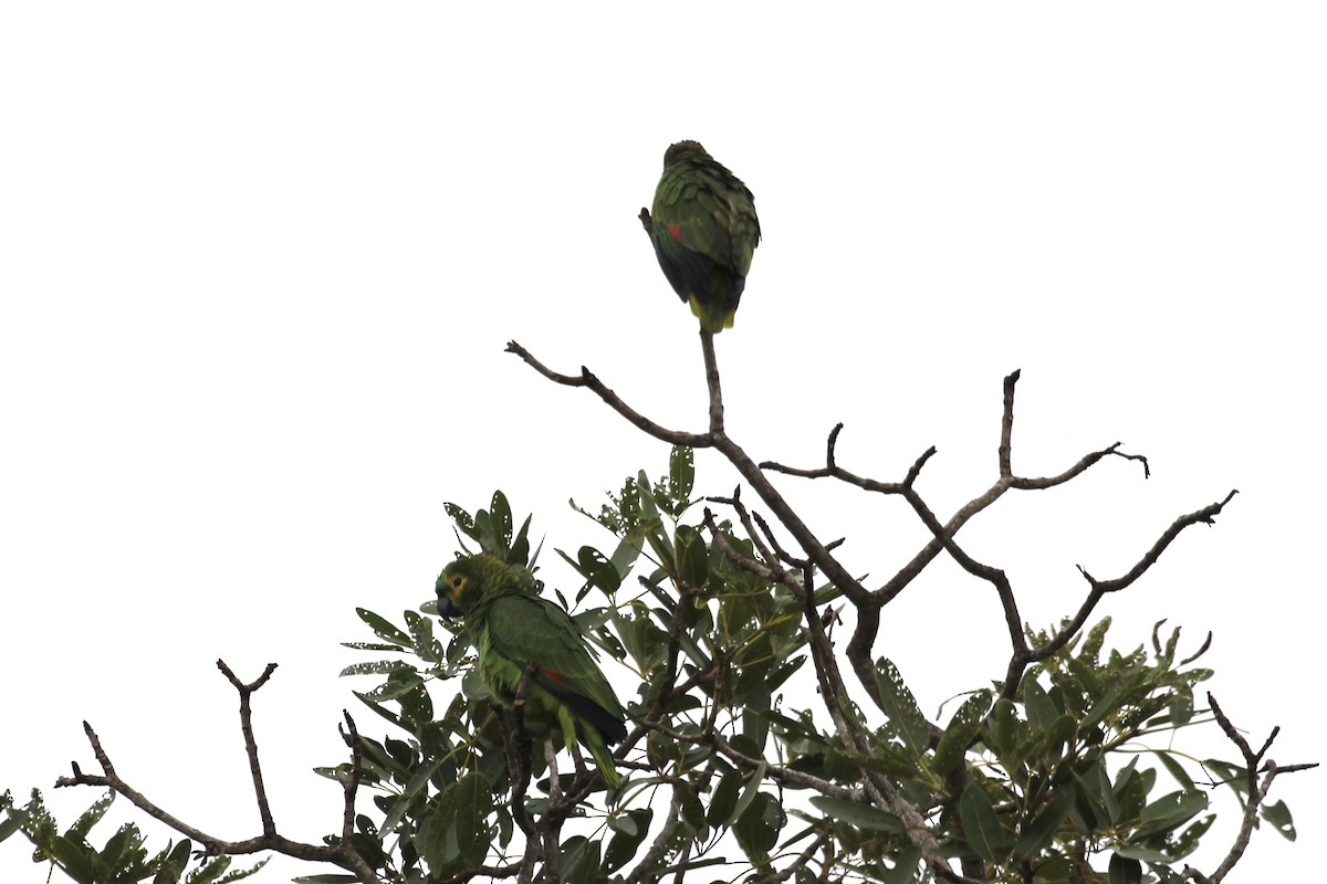 Turquoise-fronted Parrot - ML616865678