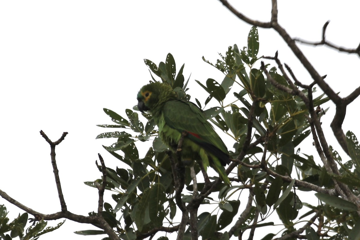 Turquoise-fronted Parrot - ML616865679