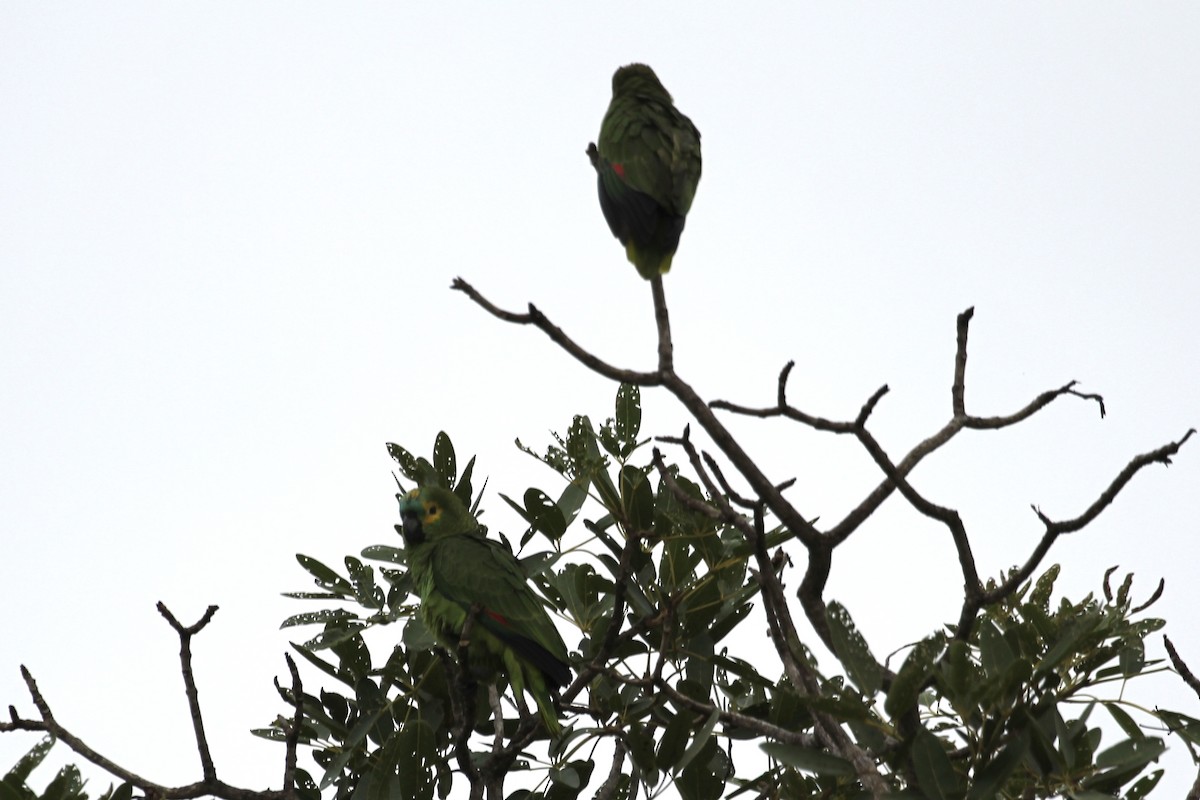 Turquoise-fronted Parrot - ML616865680