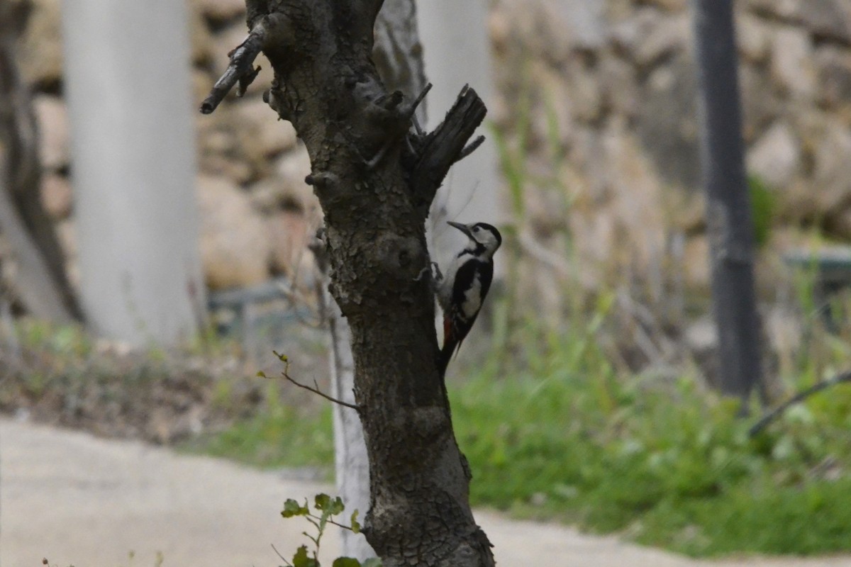 Syrian Woodpecker - ML616865687