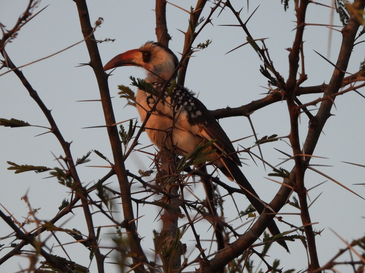 Tanzanian Red-billed Hornbill - ML616865776
