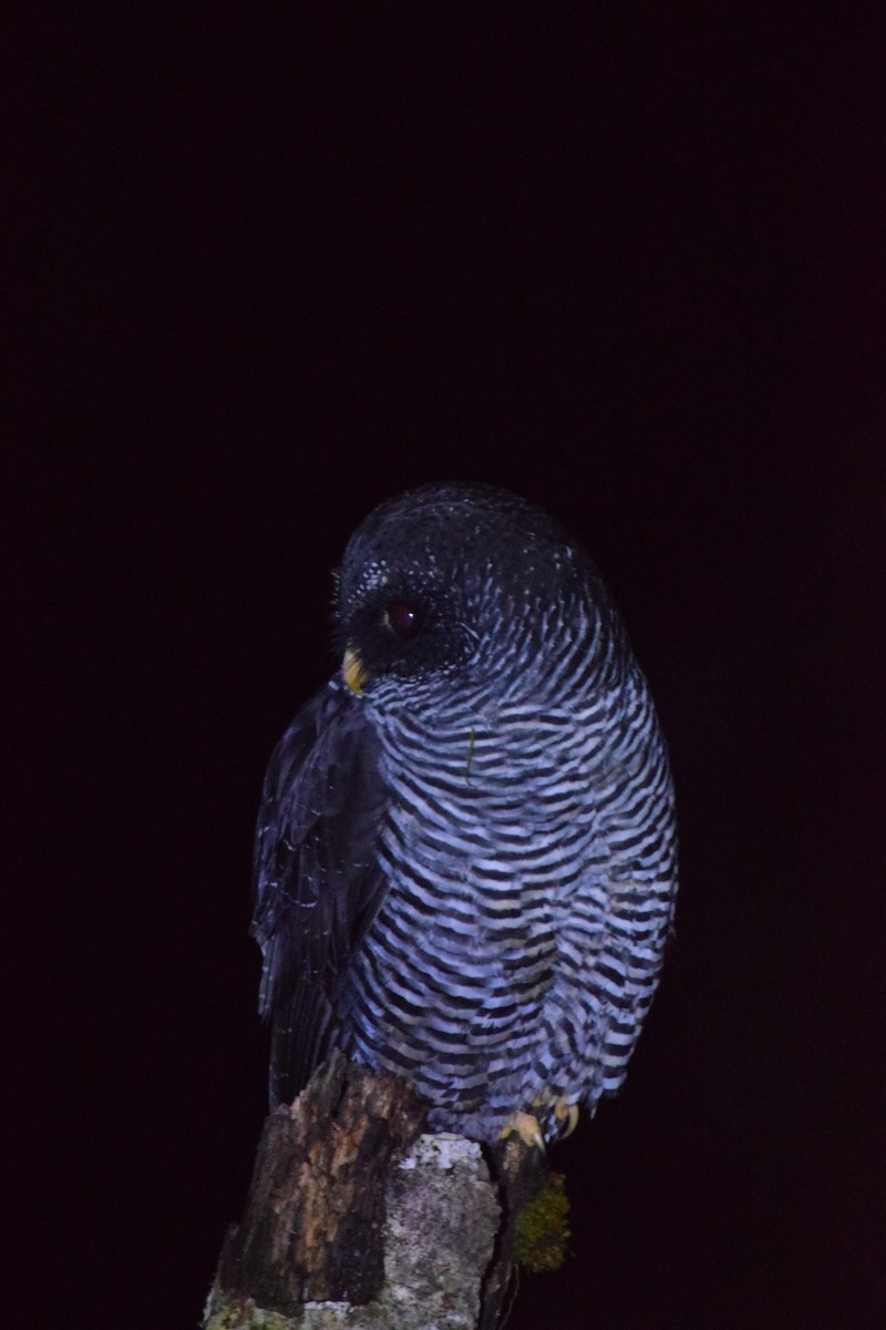 Black-banded Owl (San Isidro) - ML616865790