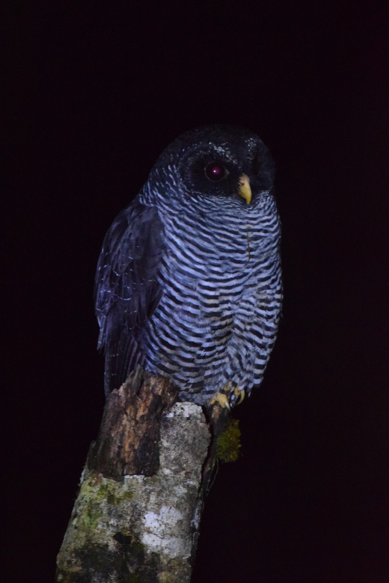 Black-banded Owl (San Isidro) - ML616865791