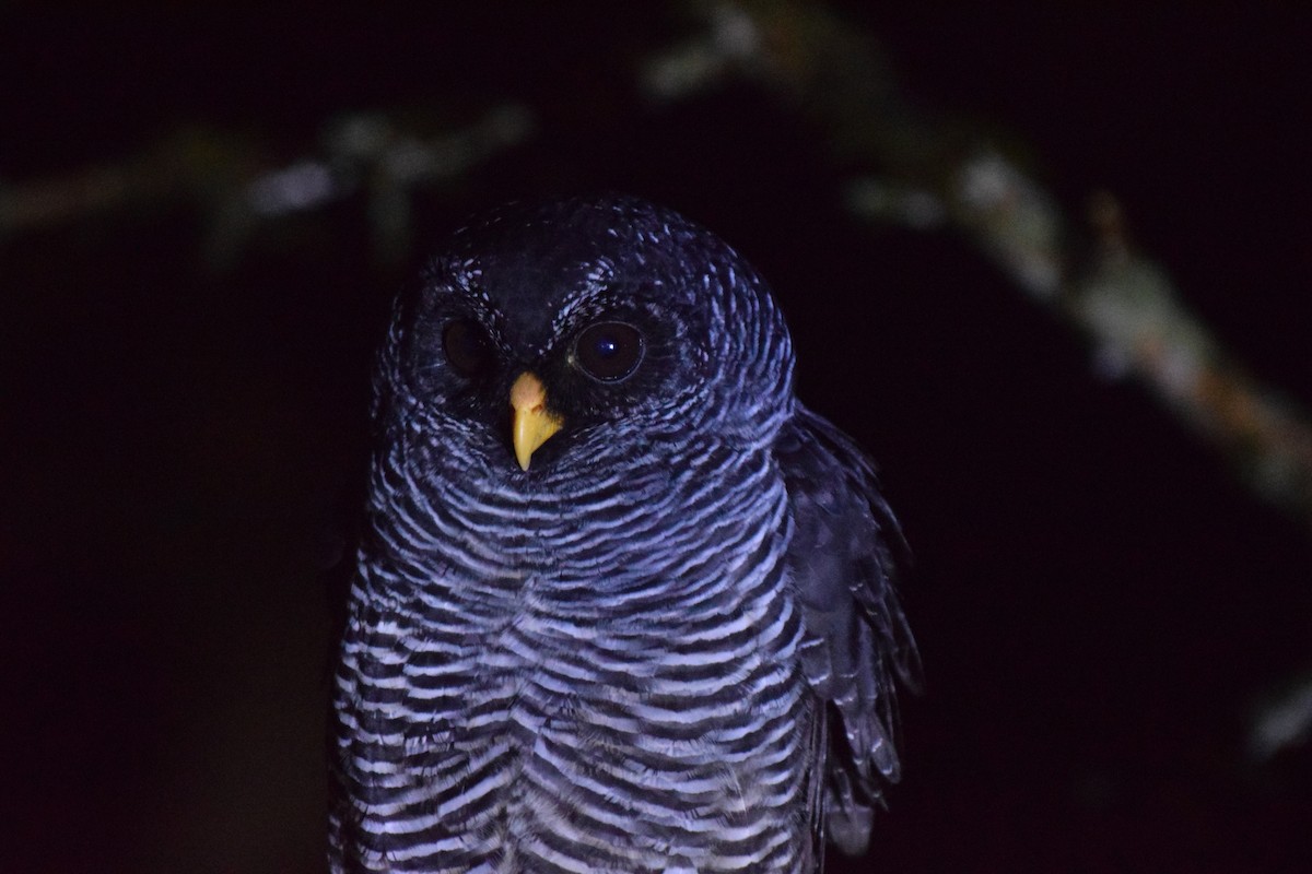 Black-banded Owl (San Isidro) - ML616865792