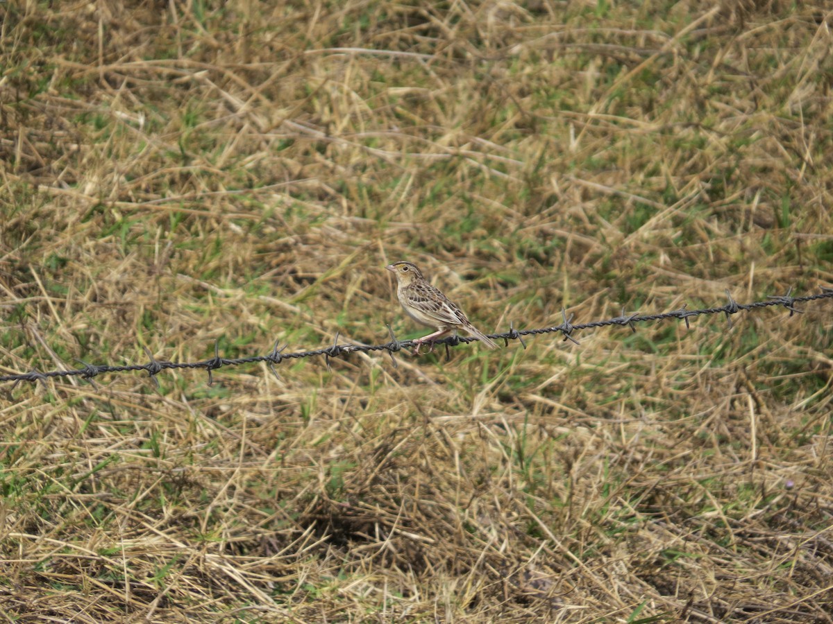 Grasshopper Sparrow - ML616865803