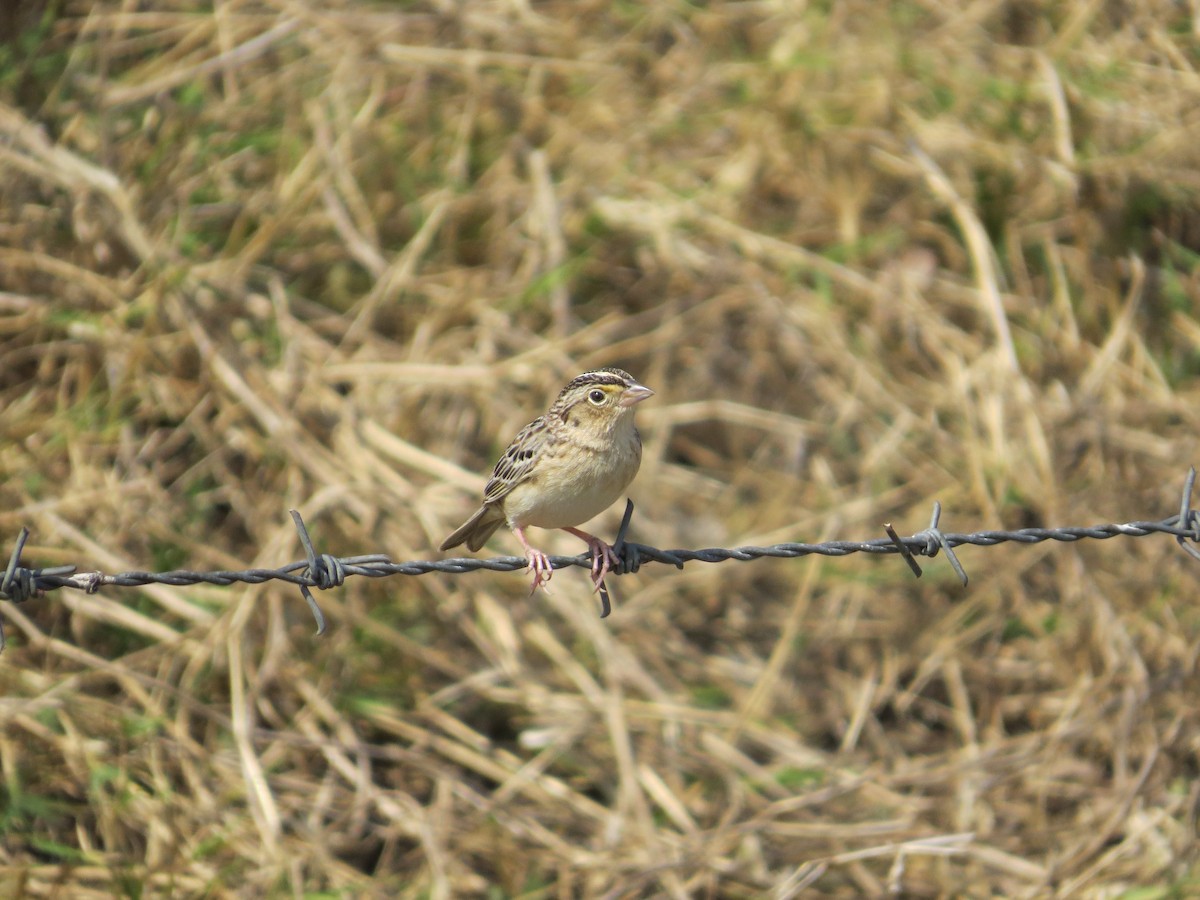 Grasshopper Sparrow - ML616865827