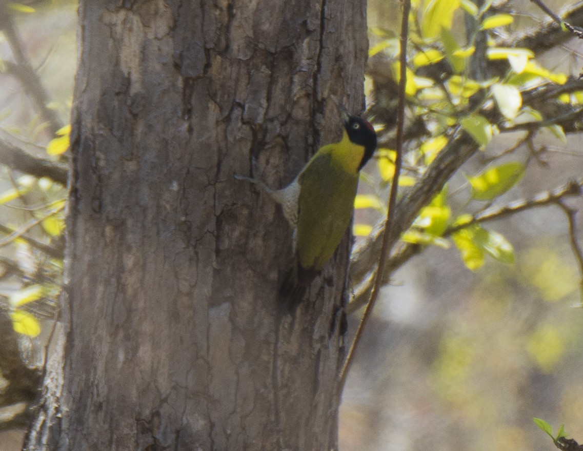 Black-headed Woodpecker - ML616865889